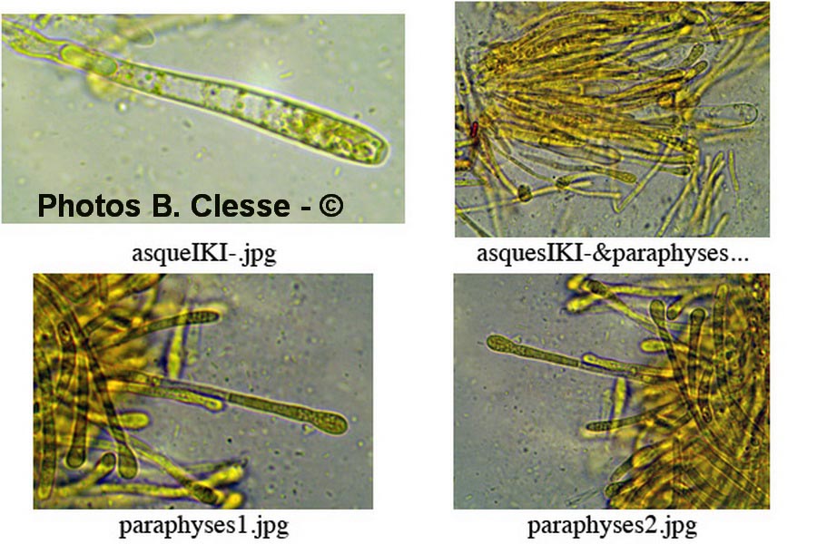 Calloria neglecta