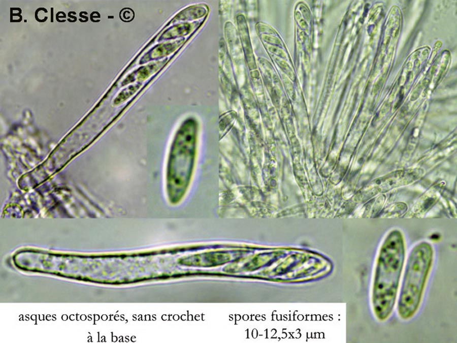 Calycellina alniella