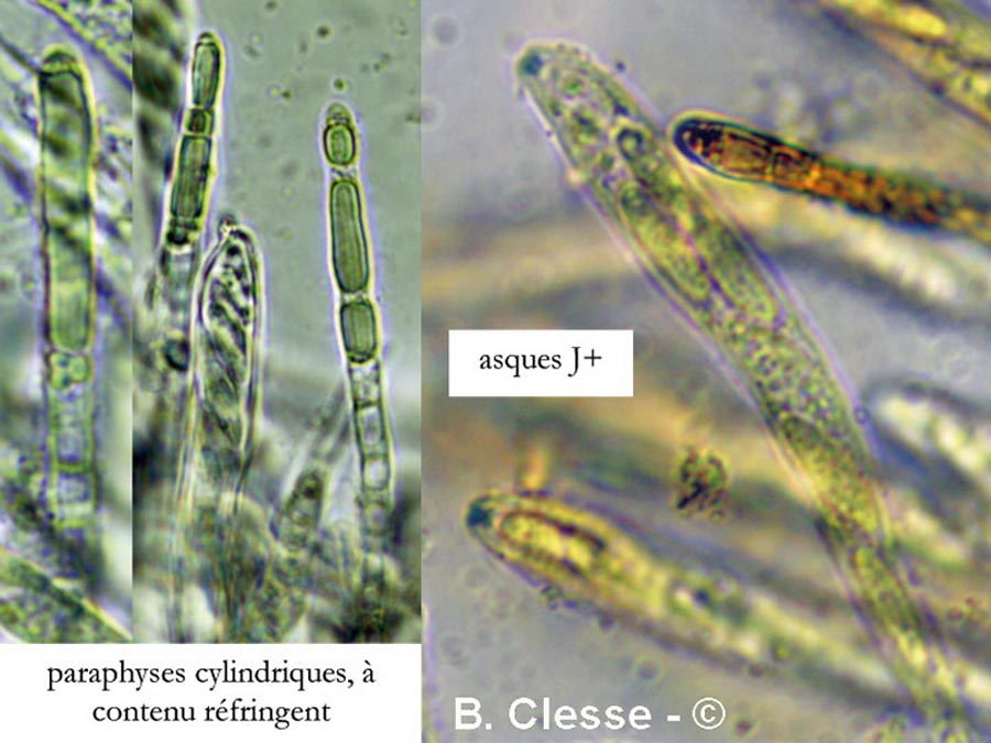 Calycellina alniella