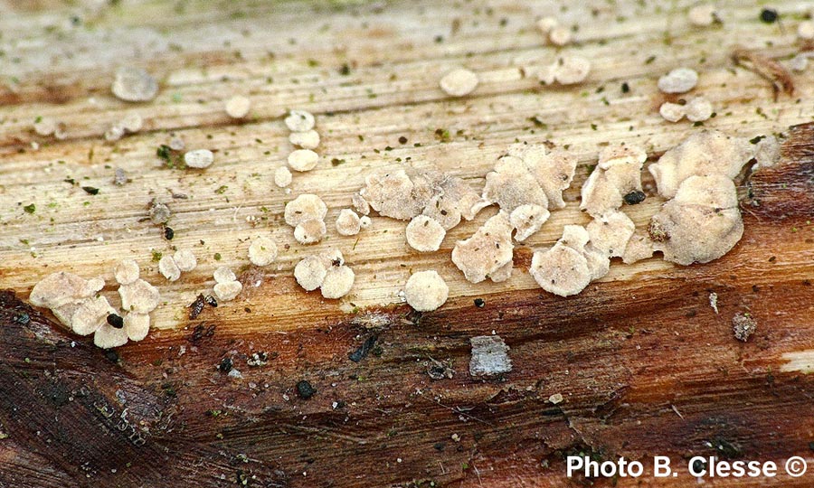 Calycina herbarum (Hymenoscyphus herbarum)