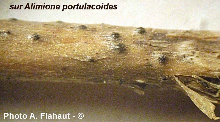 Camarosporium obiones