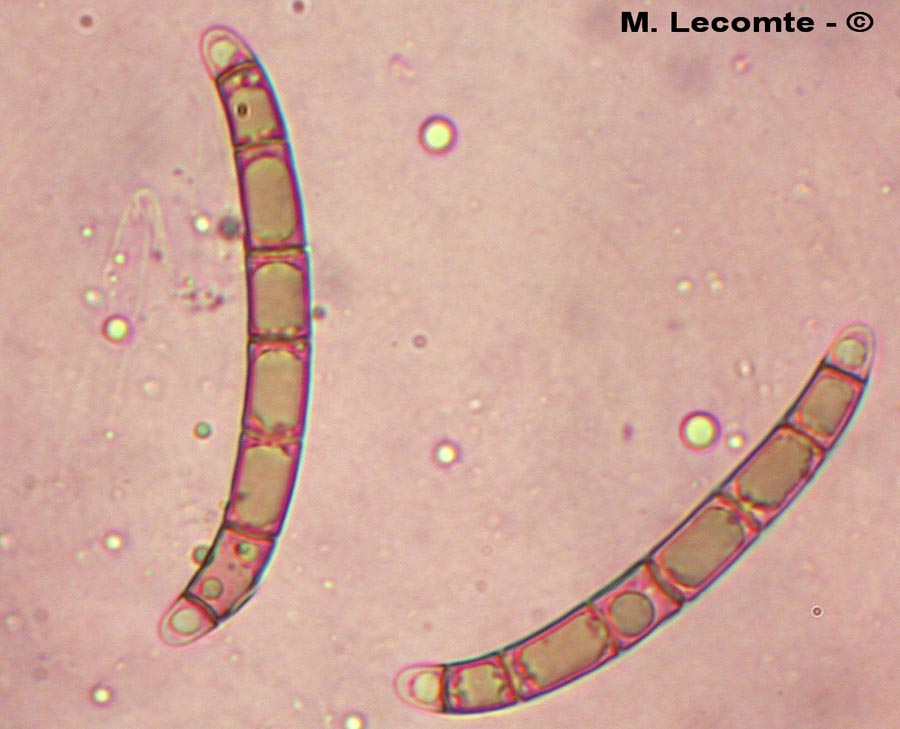 Campylospora spinifera