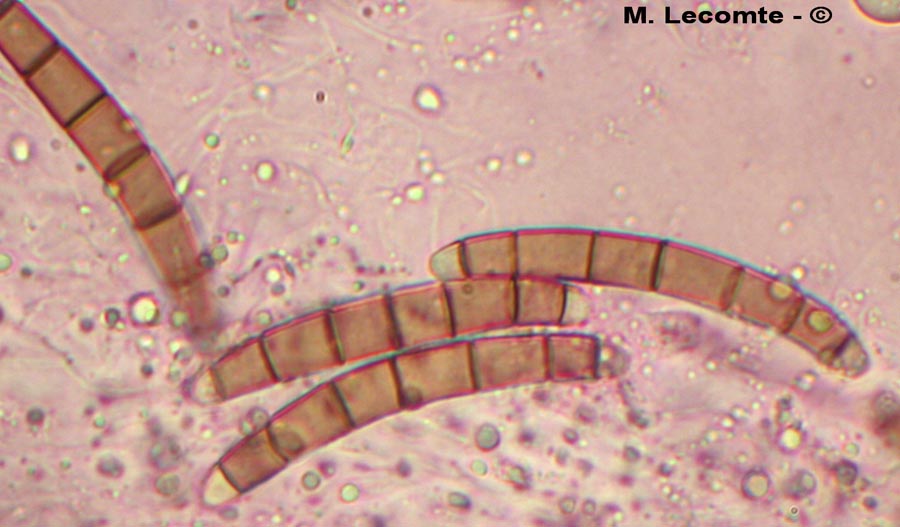 Campylospora spinifera