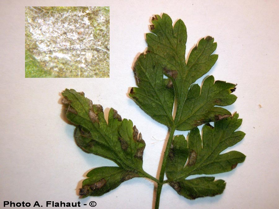 Cercospora carotae