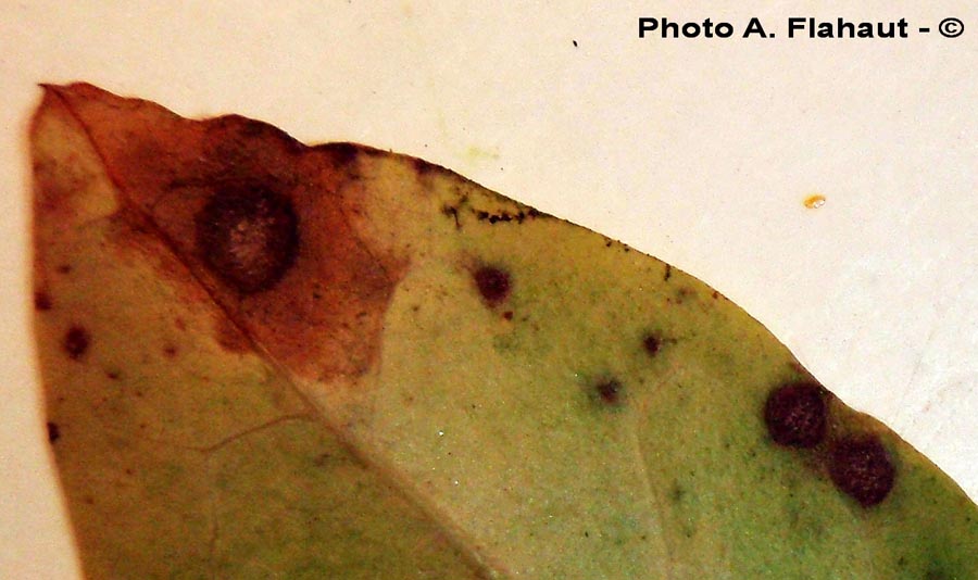 Cercospora ligustrina