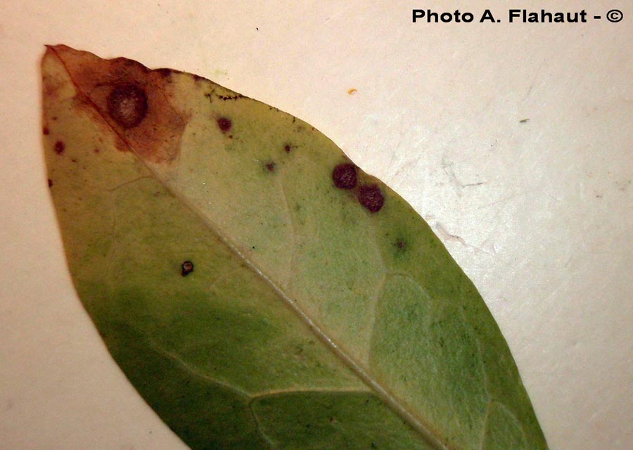 Cercospora ligustrina