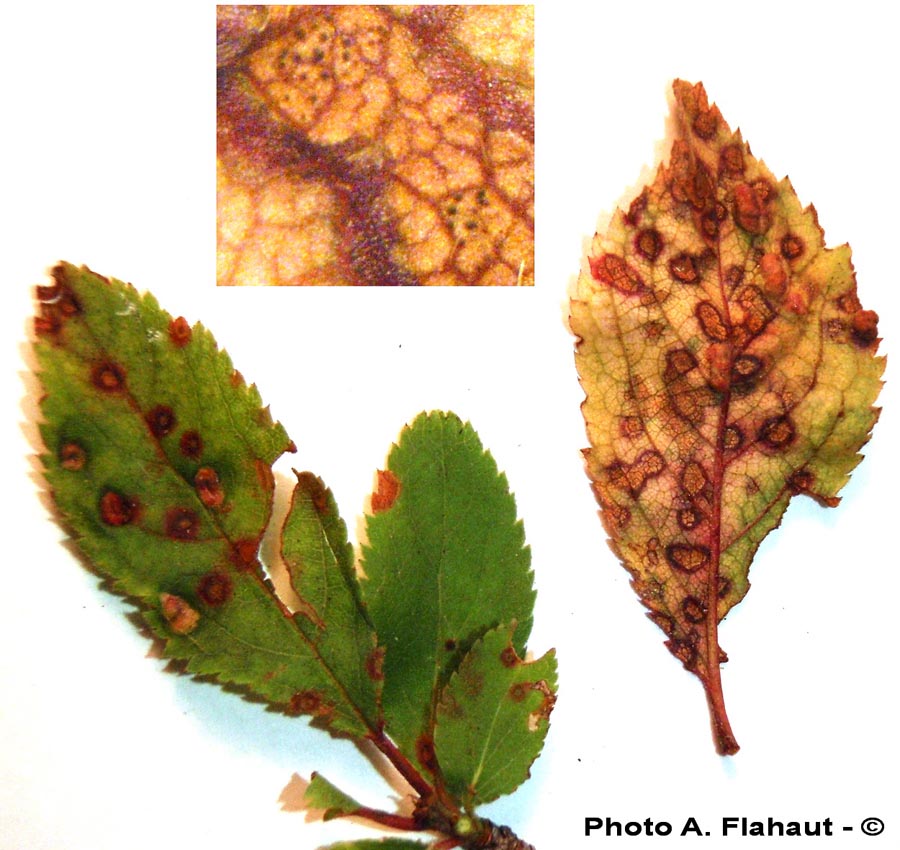 Cercospora rubro-tincta