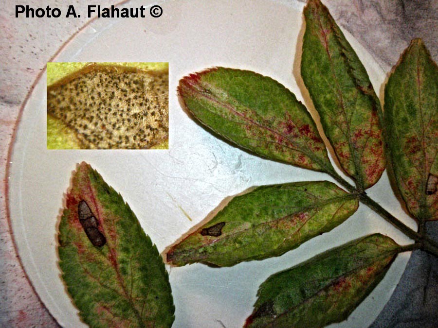 Cercospora sambucina