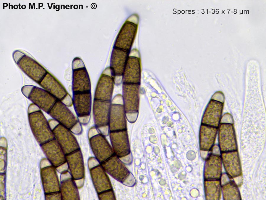 Chaetosphaerella phaeostroma