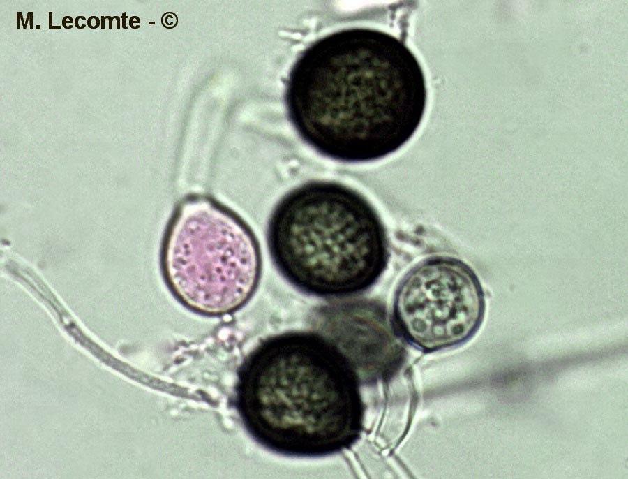 Chalaropsis thielavioides (Ceratocystis paradoxa)