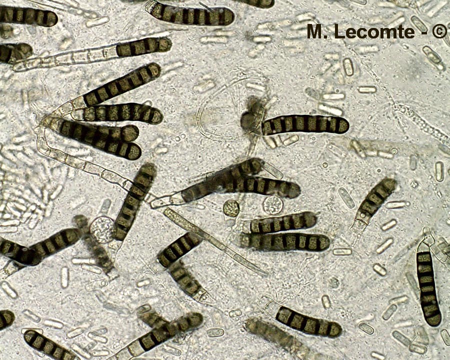 Chalaropsis thielavioides (Ceratocystis paradoxa)