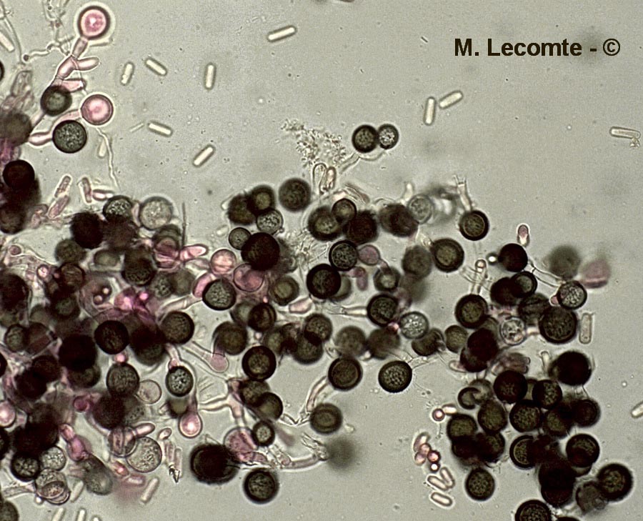 Chalaropsis thielavioides (Ceratocystis paradoxa)