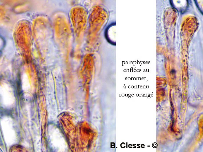 Cheilymenia coprinaria