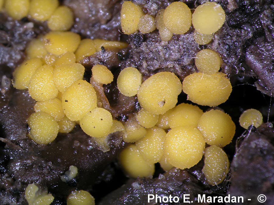 Cheilymenia granulata var. elaphorum