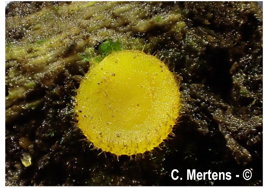 Cheilymenia vitellina
