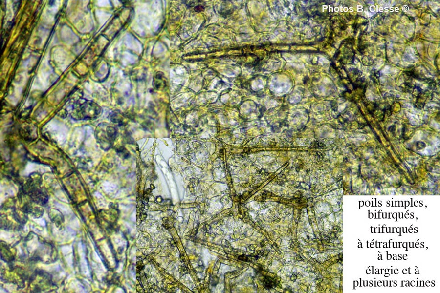 Cheylimenia crucipila