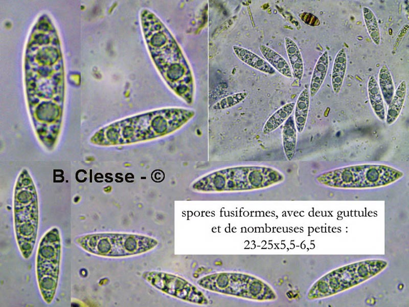 Chloroscypha alutipes