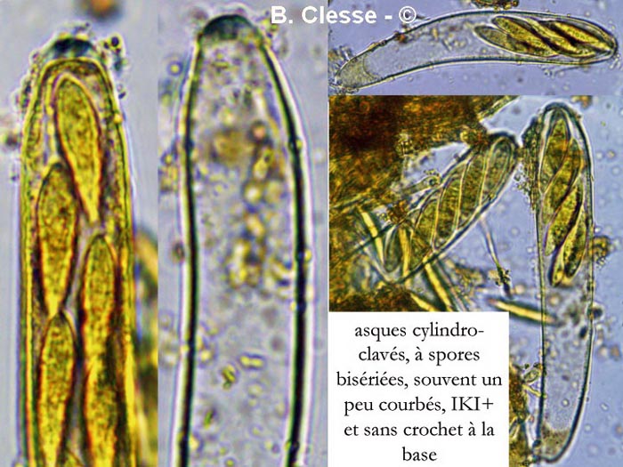 Chloroscypha alutipes