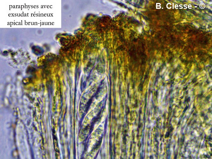 Chloroscypha alutipes