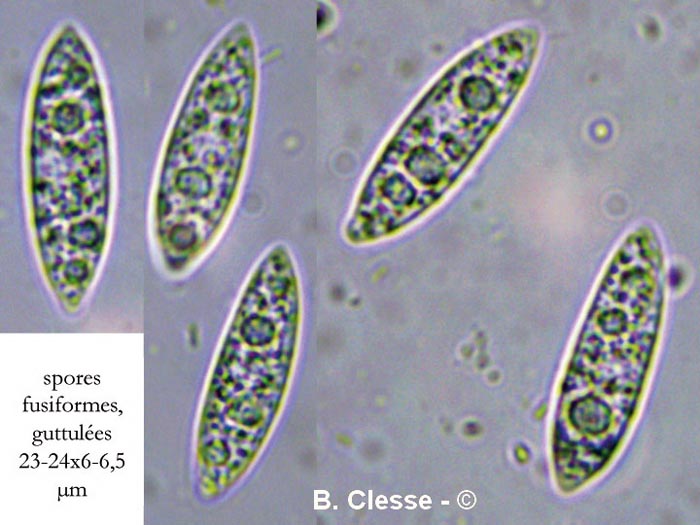 Chloroscypha alutipes