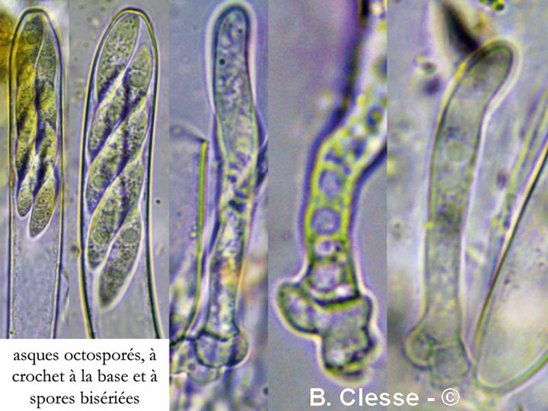 Chloroscypha alutipes