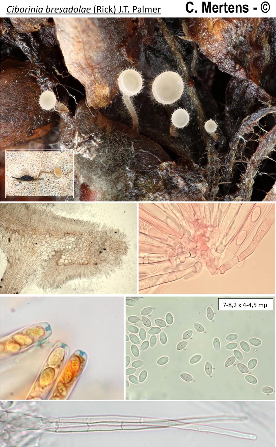 Ciborinia bresadolae