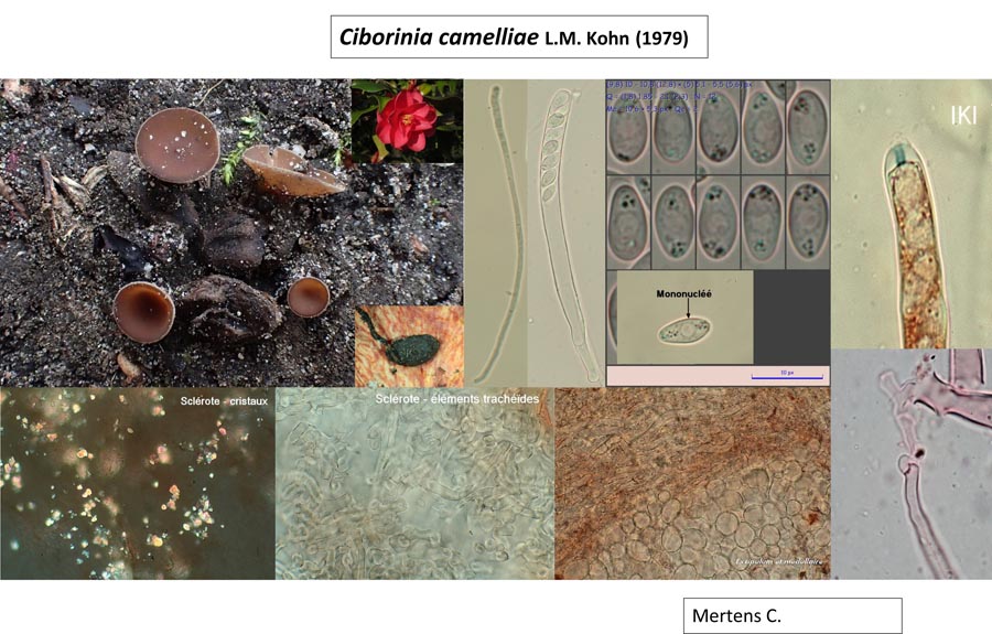 Ciborinia camelliae