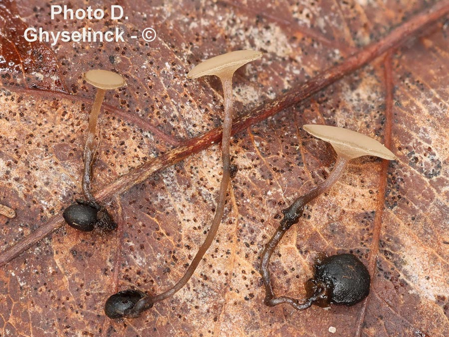 Ciborinia candolleana