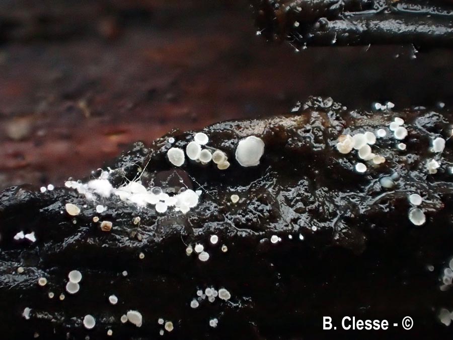 Cistella acuum