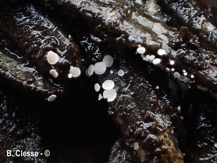 Cistella acuum