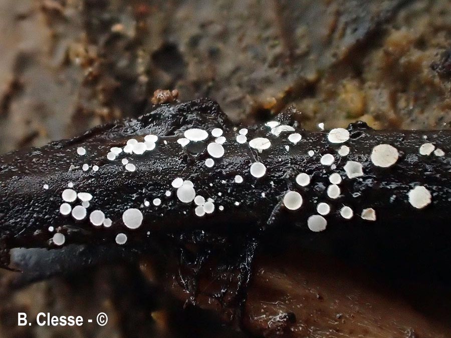 Cistella acuum