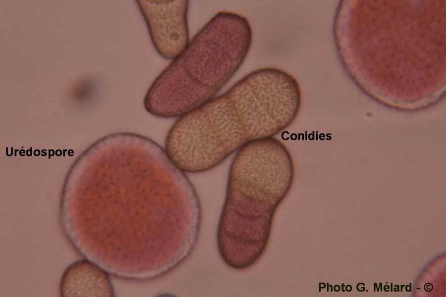 Cladosporium allii-porri