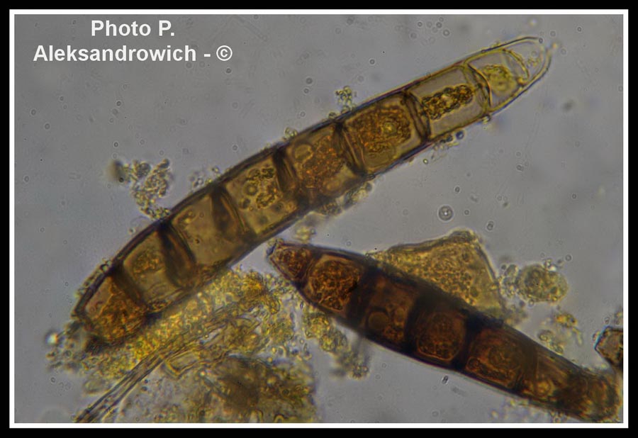 Clasterosporium caricinum