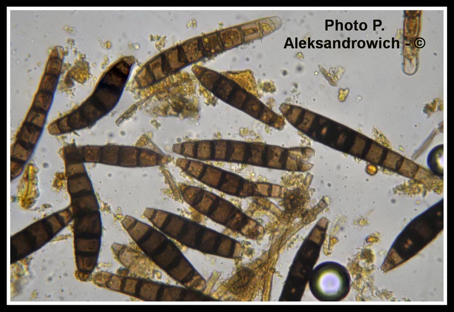 Clasterosporium caricinum