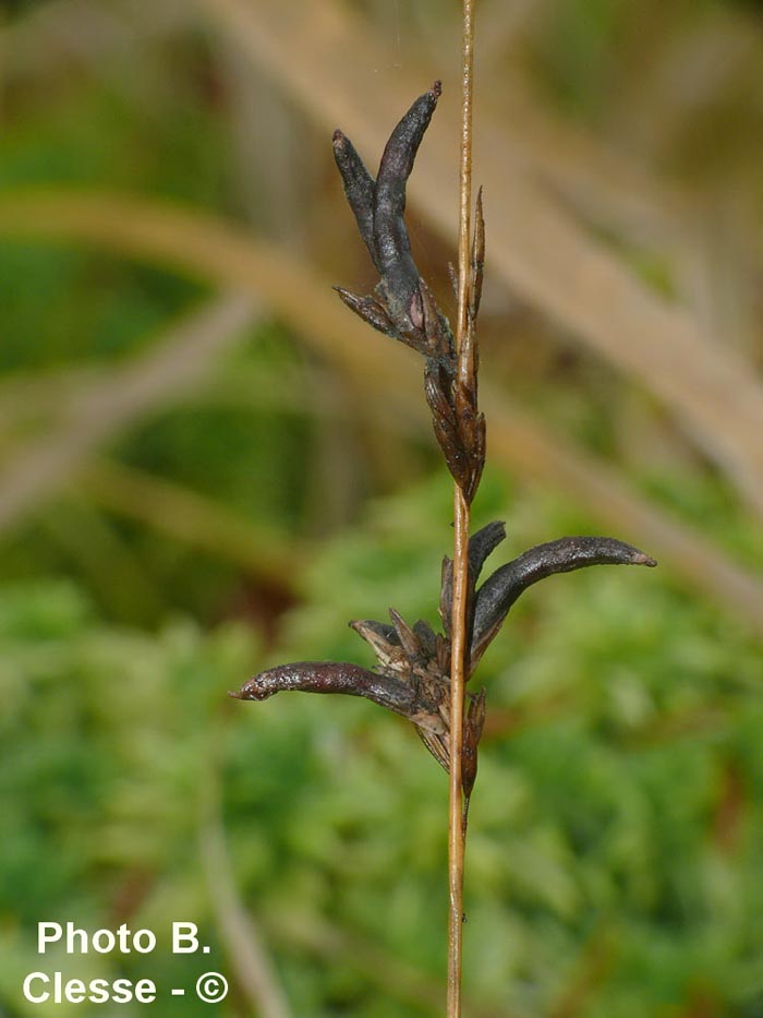 Claviceps microcephala