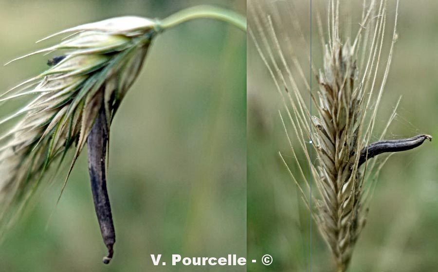 Claviceps purpurea