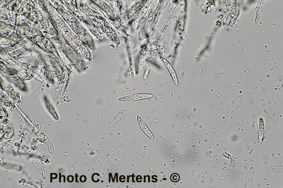 Clavidisculum caricis