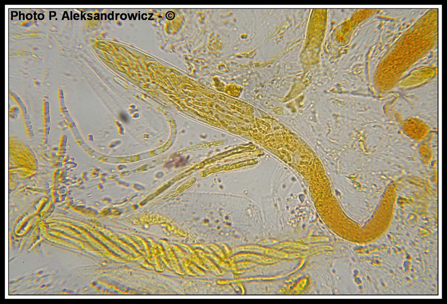 Coccomyces delta