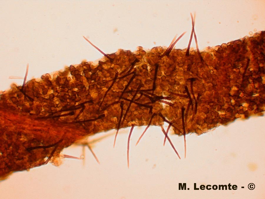 Colletotrichum truncatum