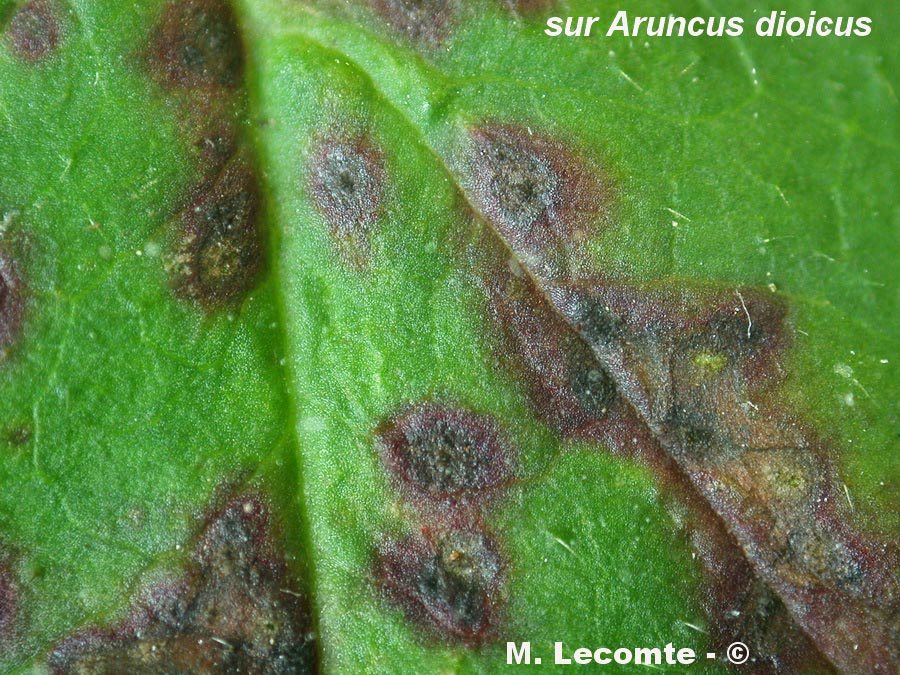 Colletotrichum truncatum