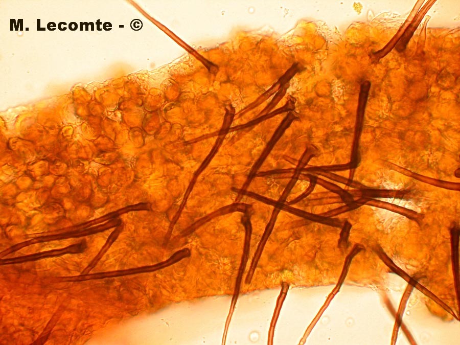 Colletotrichum truncatum