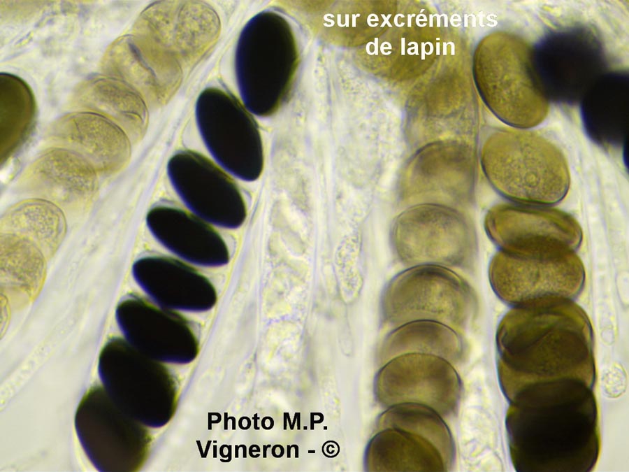 Coniochaeta scatigena