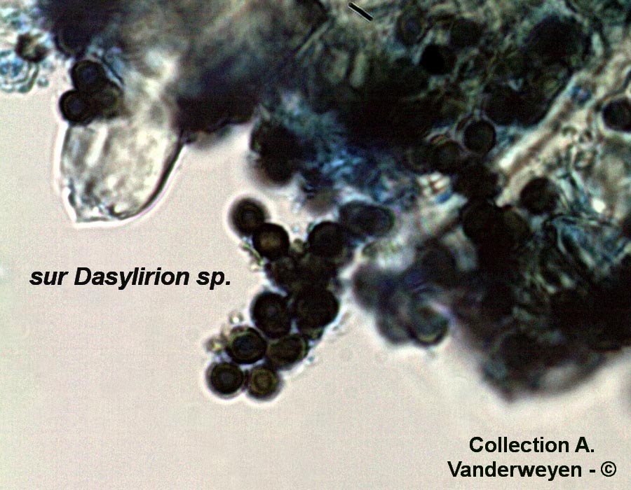 Coniothyrium dehiscens