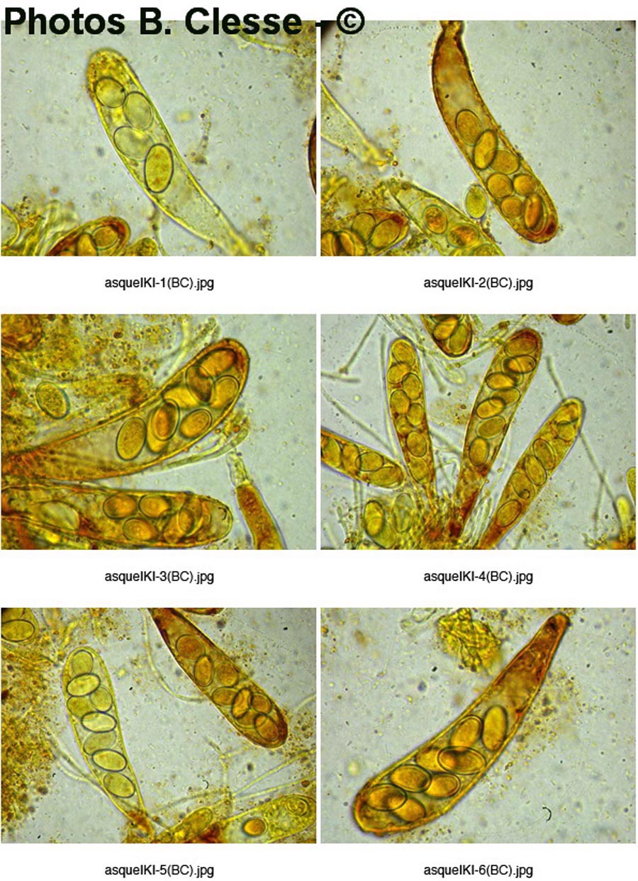 Coprotus leucopocillum