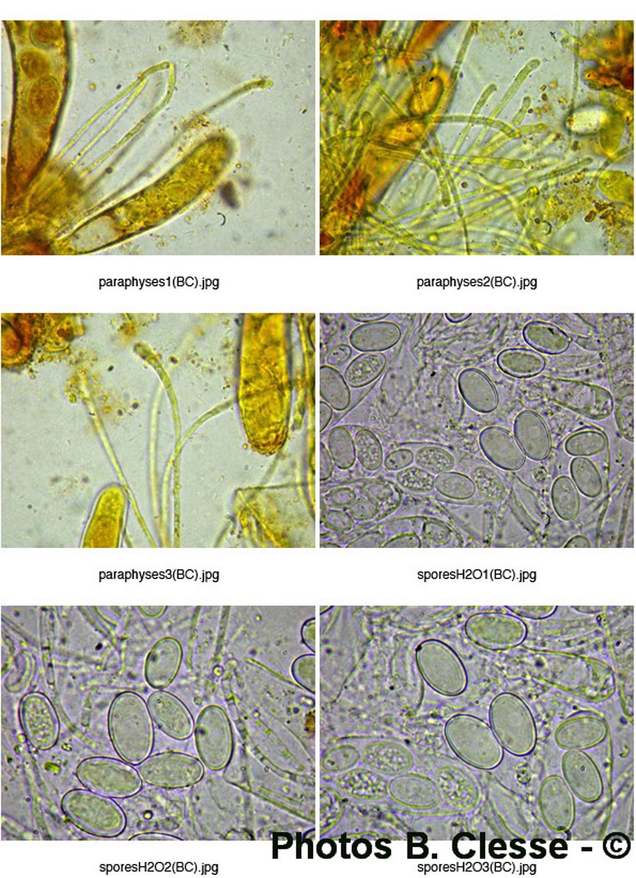 Coprotus leucopocillum