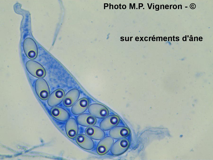 Coprotus sexdecimsporus