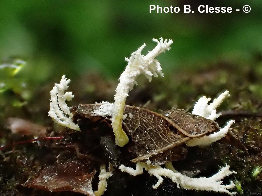 Isaria farinosa (Paecilomyces farinosus, Cordyceps farinosa)