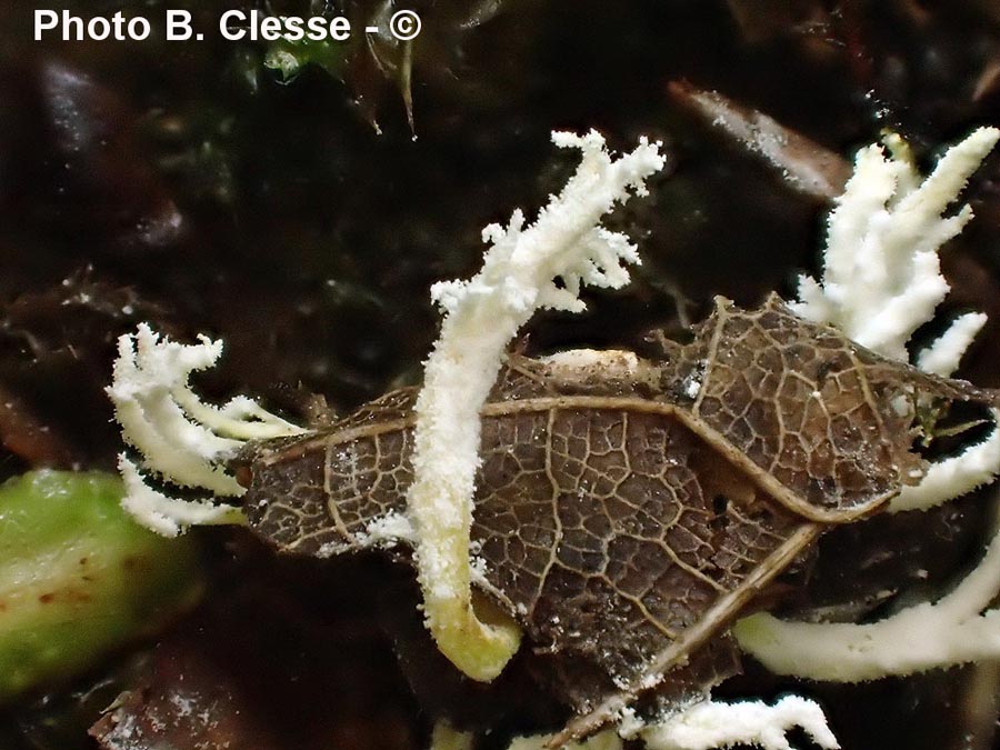 Isaria farinosa (Paecilomyces farinosus, Cordyceps farinosa)