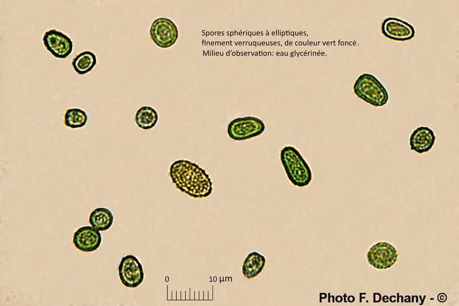 Hypocrea gelatinosa (Creopus gelatinosus)