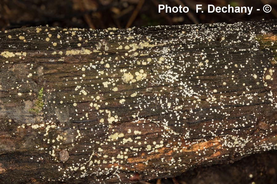 Hypocrea gelatinosa (Creopus gelatinosus)